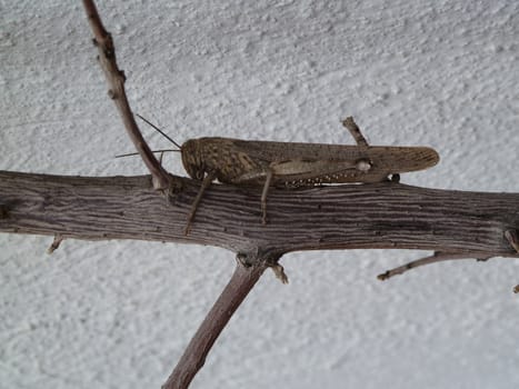 locust on a branch against a blue wall