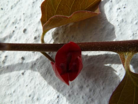 young new growth on bougainvillea plant
