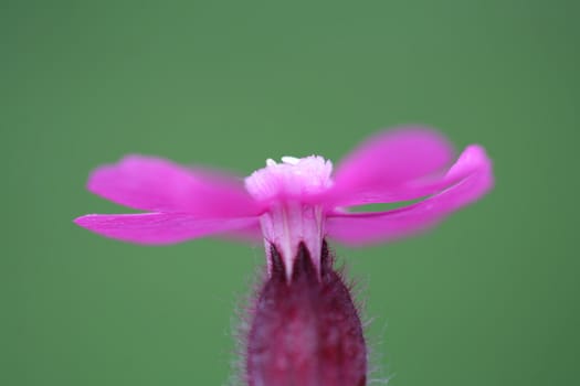 closeup picture of  flowers in a garden in spring in denmark
