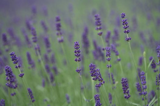 closeup picture of a lavender in a garden