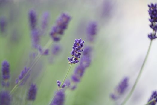 closeup picture of a lavender in a garden