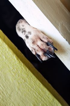 Close-up photo of the dog paw between the door. Natural color added