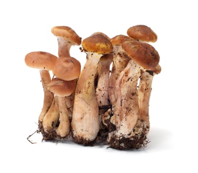 Group of honey agarics it is isolated on a white background.