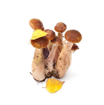 Group of honey agarics it is isolated on a white background.