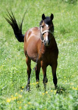 horse on a background of green grass