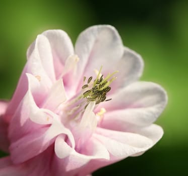 closeup picture of  flowers in a garden in spring in denmark
