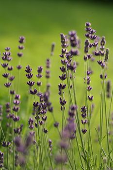 closeup picture of a lavender in a garden