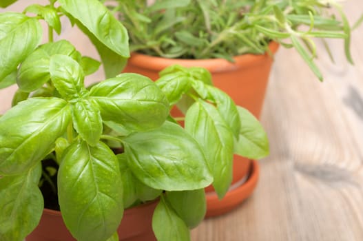 Potted Herbs - Basil and Rosemary on Wooden Table - Shallow Depth of Field