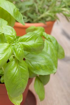 Potted Herbs - Basil and Rosemary on Wooden Table - Shallow Depth of Field
