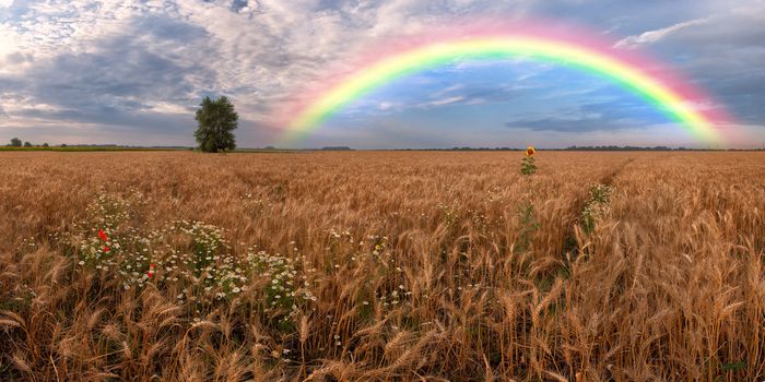 Panorama of a big summer field on morning with clouds in the sky on background