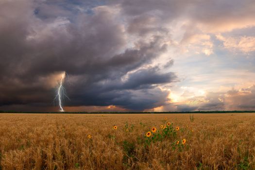 Summer landscape with wheat field and sunflower, thunderstorm with lightning on background