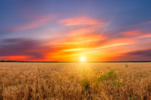 Beautiful landscape a summer wheat field with majestic sunset and sunflower