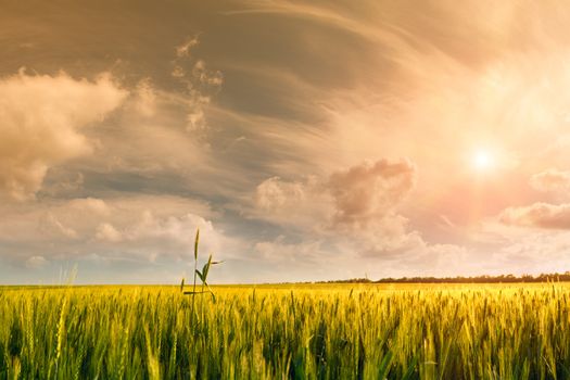 Beautiful landscape a summer wheat field with majestic clouds and sun in the sky on background