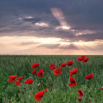 Poppies on a green field with sun beams through clouds in the sky