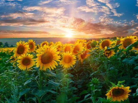 Summer beauty landscape with colorful sunset over sunflowers field