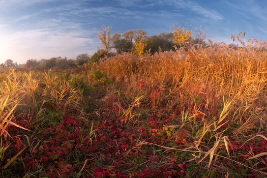 Colorful autumn landscape with bright yellow and red grass