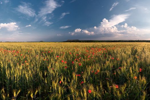 Big wheat field with poppies