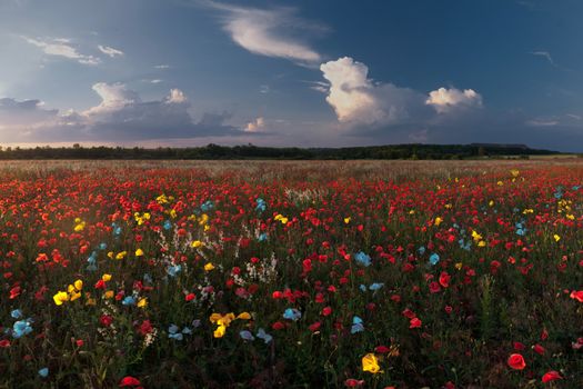Landscape with colorful poppies field and majestic clouds in the sky