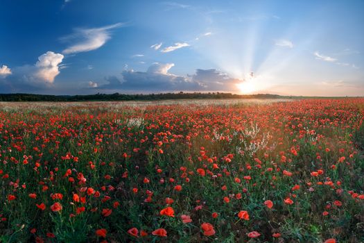 Summer landscape with big field of poppies and beautiful sunset on background