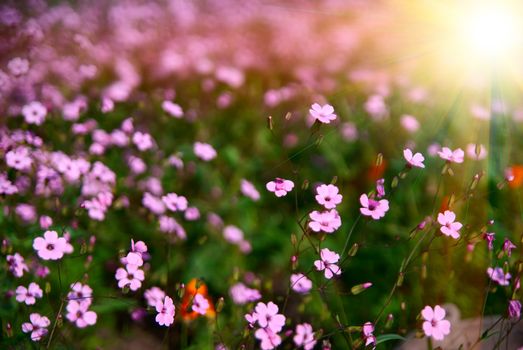 Field of flowers with the sun