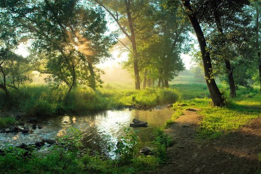 Beautiful summer morning in wood with sun rays and a fog from the river