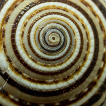 Abstract background. Close up macro sea snail