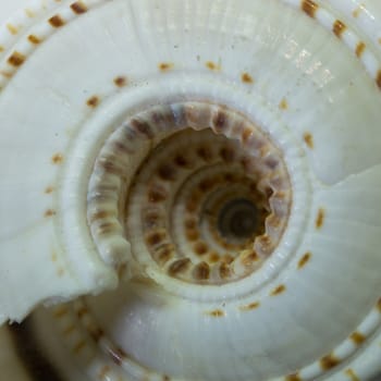 Abstract background. Close up macro sea snail