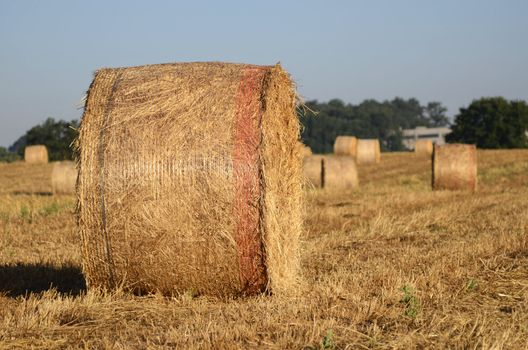 Golden wheath in a hot summer in Italy