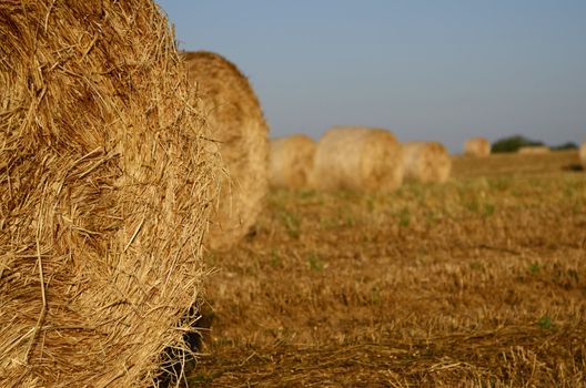 Golden wheath in a hot summer in Italy