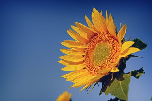 Sunflowers, with their warm color announce summer