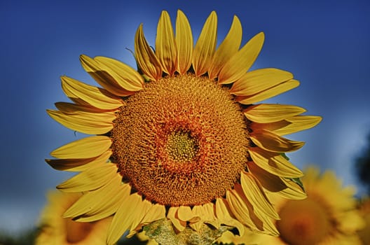 Sunflowers, with their warm color announce summer