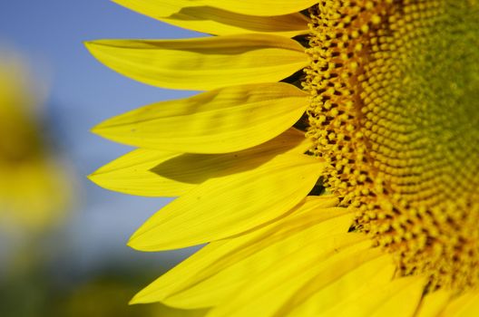 Sunflowers, with their warm color announce summer