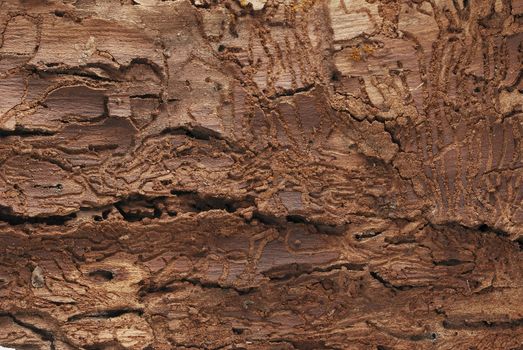 Tree bark texture background horizontal