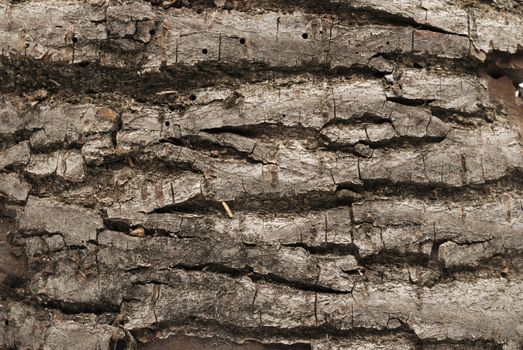 Tree bark texture background horizontal