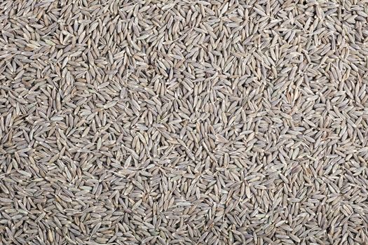 Dried cumin seeds full frame making food texture.