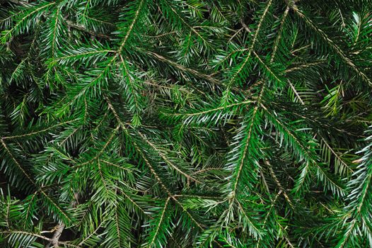 Horizontal background of fresh green spruce branches