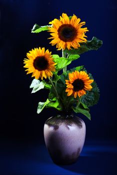 Still life with sunflowers on dark blue background