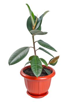 Ficus (Rubber Plant) in pot isolated on white background