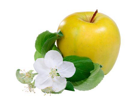 Yellow apple with flower isolated on white background