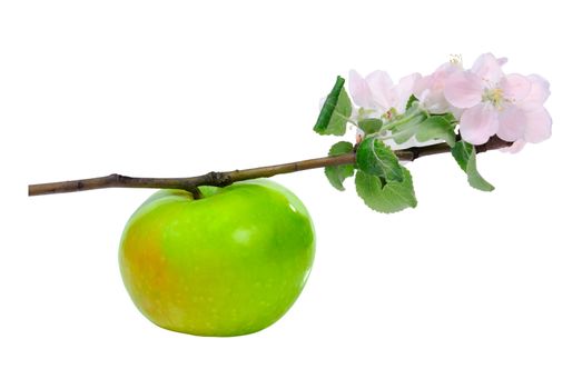 Green apple on branch with blossom flower isolated on white background