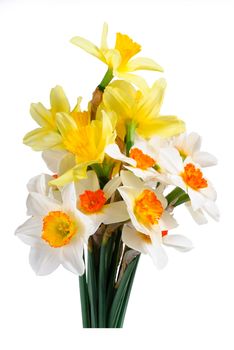 Beautyful bouquet of yellow and white narcissus isolated on a white background