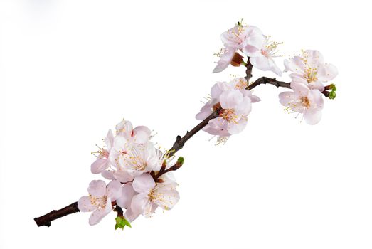 Branch with flowers of an apricot isolated on white background