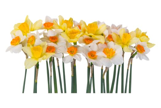 Many beautyful of yellow and white narcissus isolated on a white background