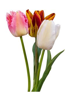 White, pink and motley tulips isolated on white background