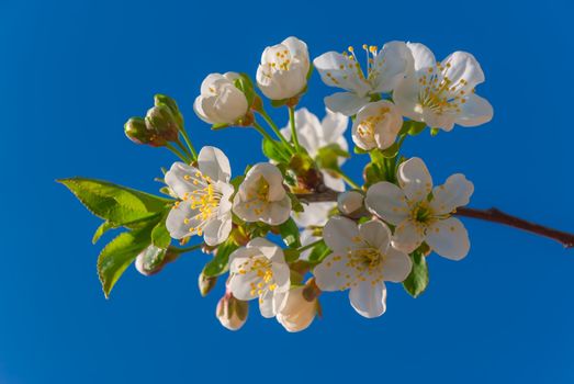 Branch of a blossoming cherry on blue sky background