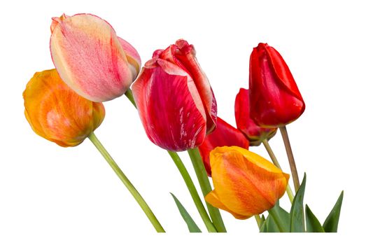Red, pink and orange tulips isolated on white background