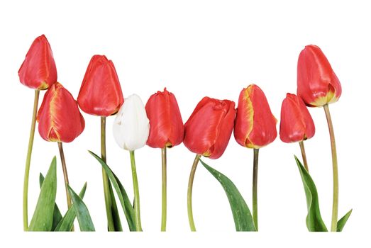 Red and white tulips isolated on white background