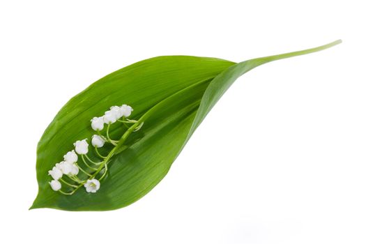 Flowers of lilies of the valley on leaf isolated white background