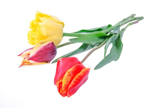 Beautyful bouquet of different tulips isolated on a white background
