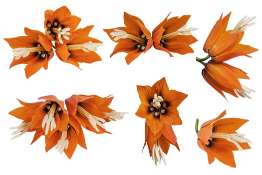 Set orange crown imperial flowers (Fritillaria imperialis) isolated on white background